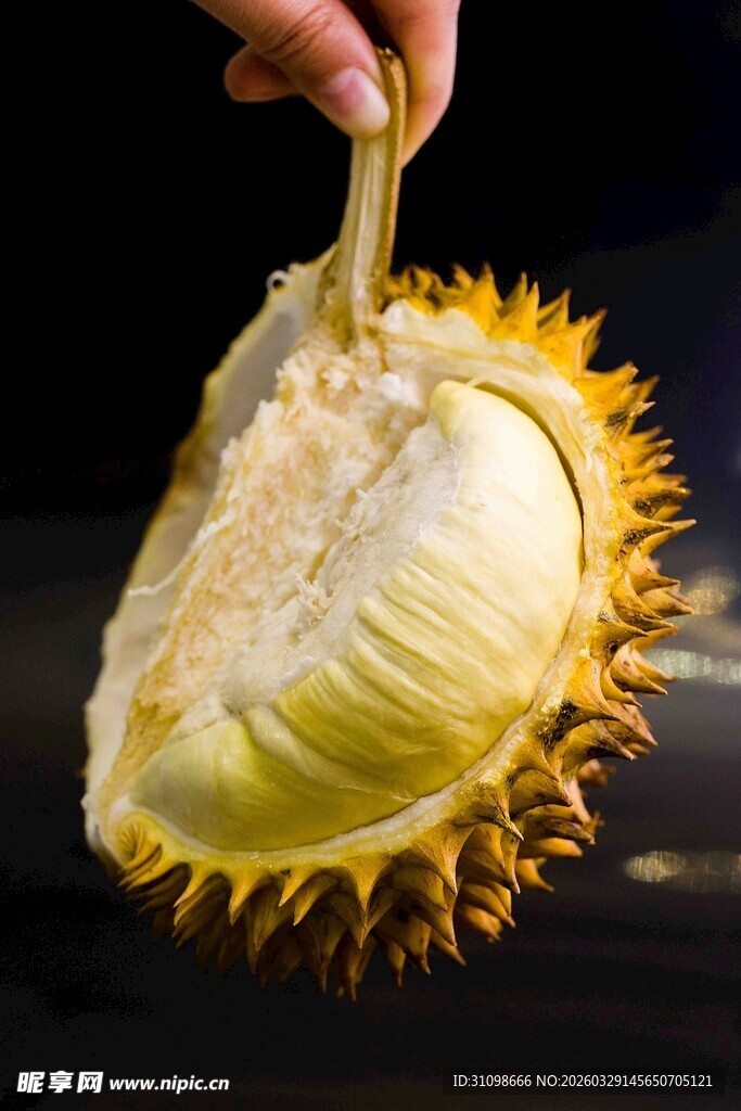 剥开的美味榴莲果肉