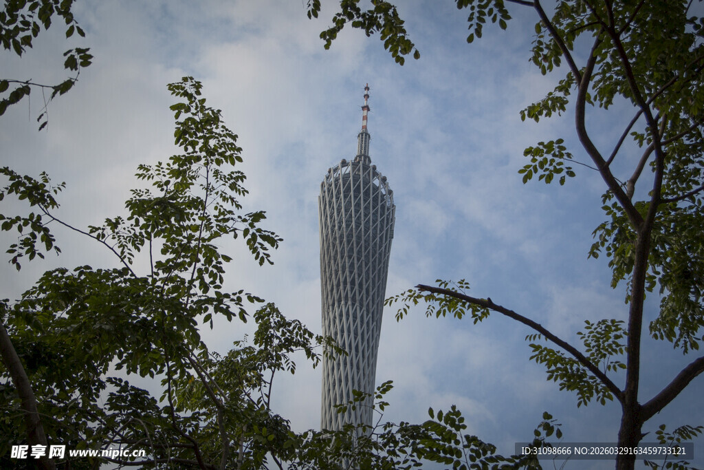 透过枝叶看广州地标建筑