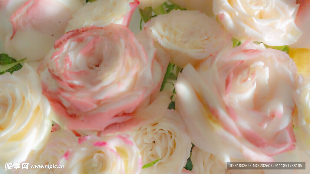 柔美粉白玫瑰花束