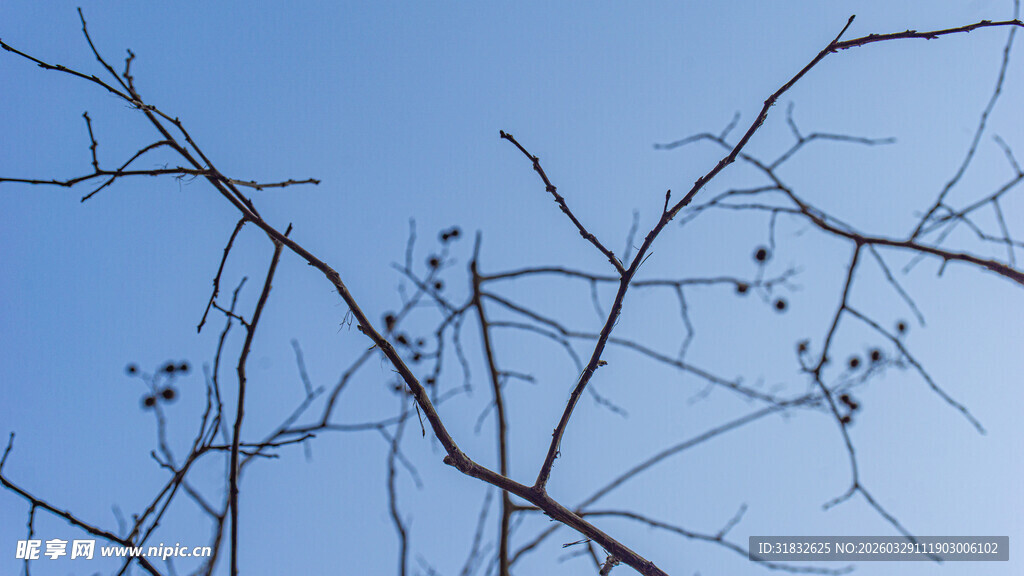 蓝天映衬下的光秃树枝