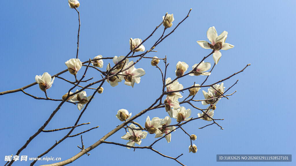 蓝天映衬下绽放的玉兰花