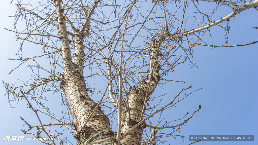 蓝天映衬下的光秃树干