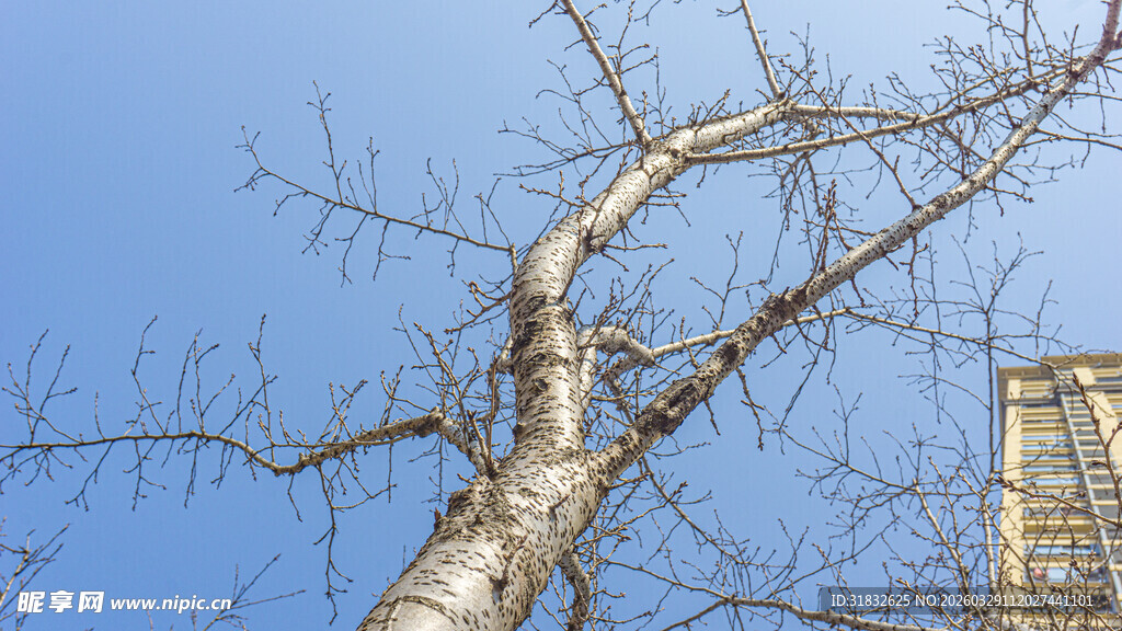 枯树傲立蓝天