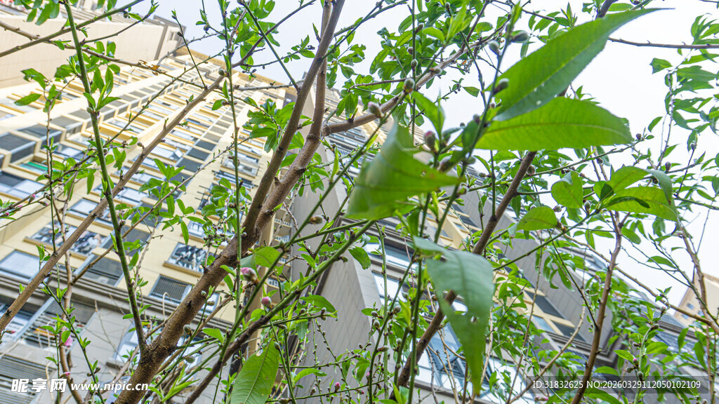 窗边绿植 展现自然生机