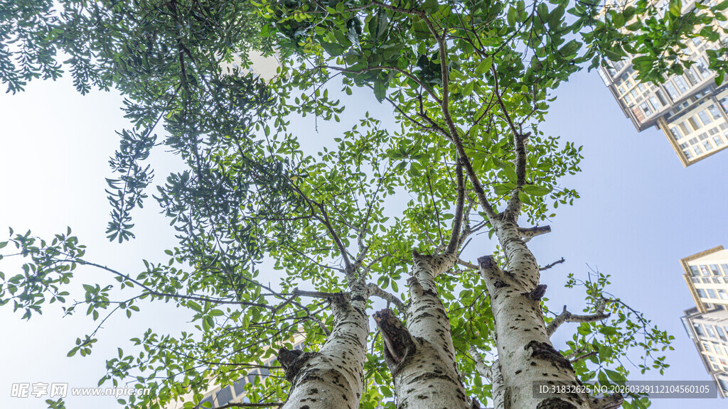 仰视葱郁树木与蓝天