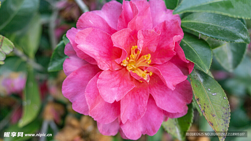 娇艳盛开的粉红色山茶花