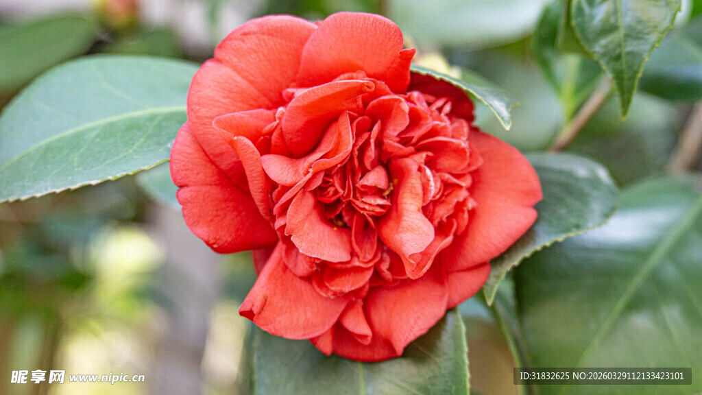 艳丽红山茶绽放