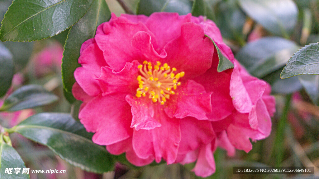 娇艳山茶花绽放