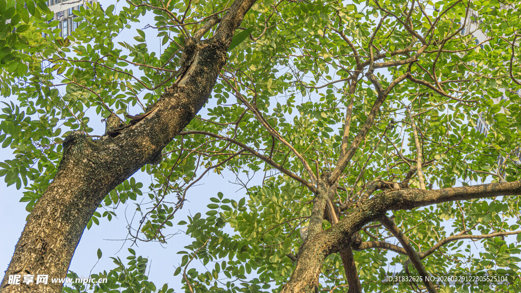 繁茂大树展现自然生机