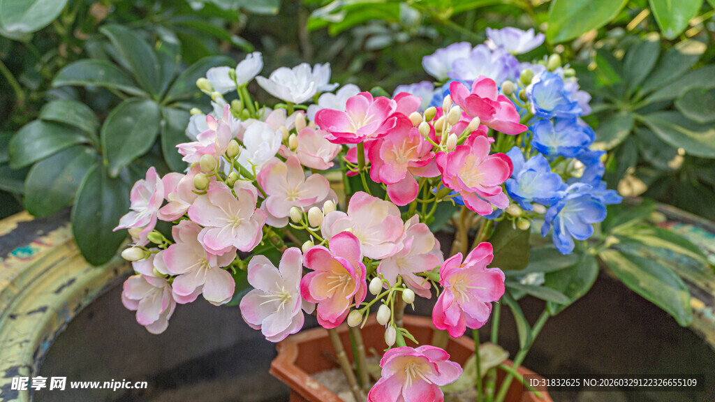 多彩绣球花盆栽