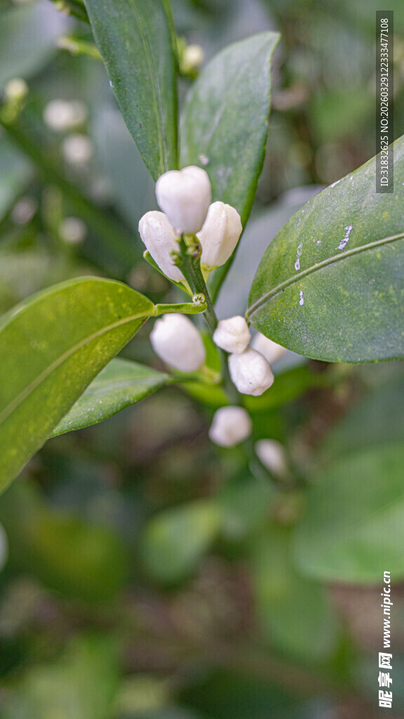 洁白小花绽于翠绿枝叶间