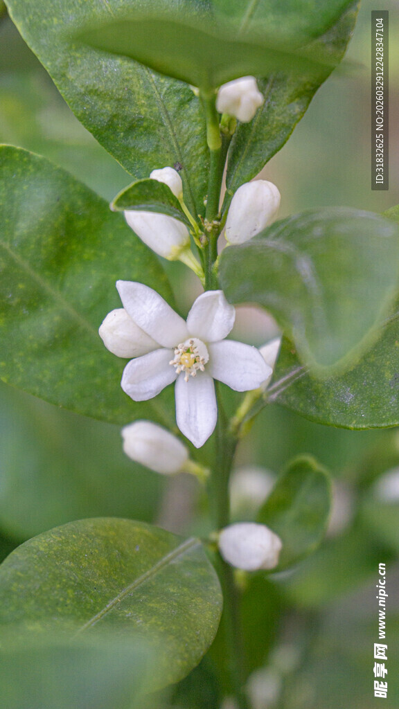 清新白色柠檬花绽放