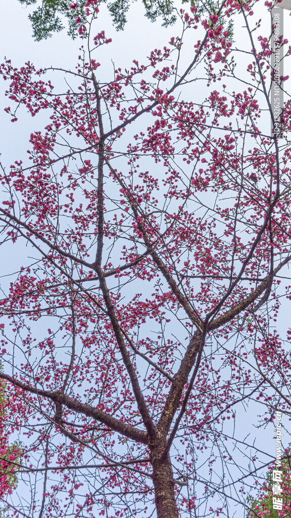 樱花 枝头绽粉花