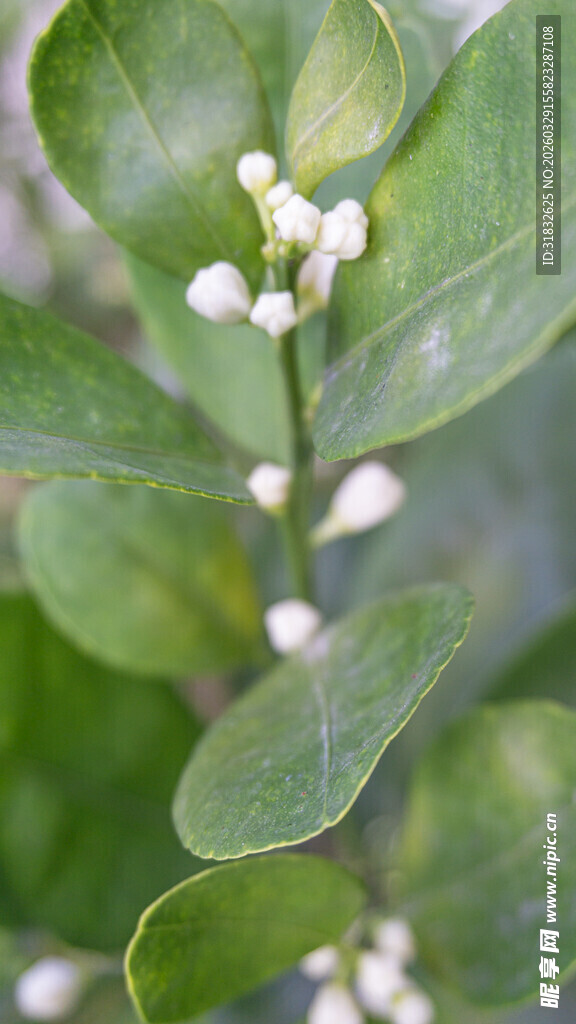 绿叶间的白色小花