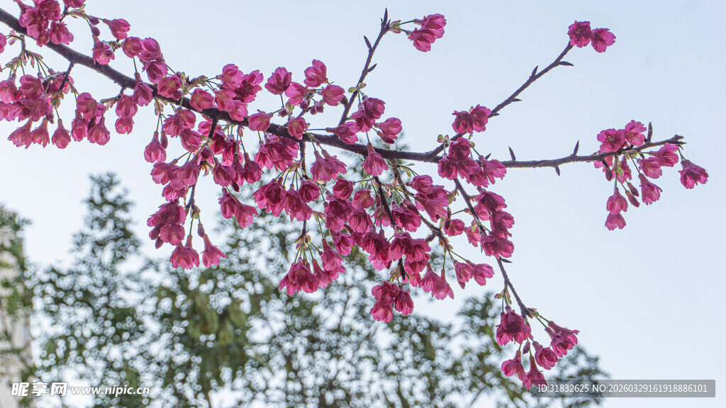 樱花 枝头绽放的粉嫩繁花
