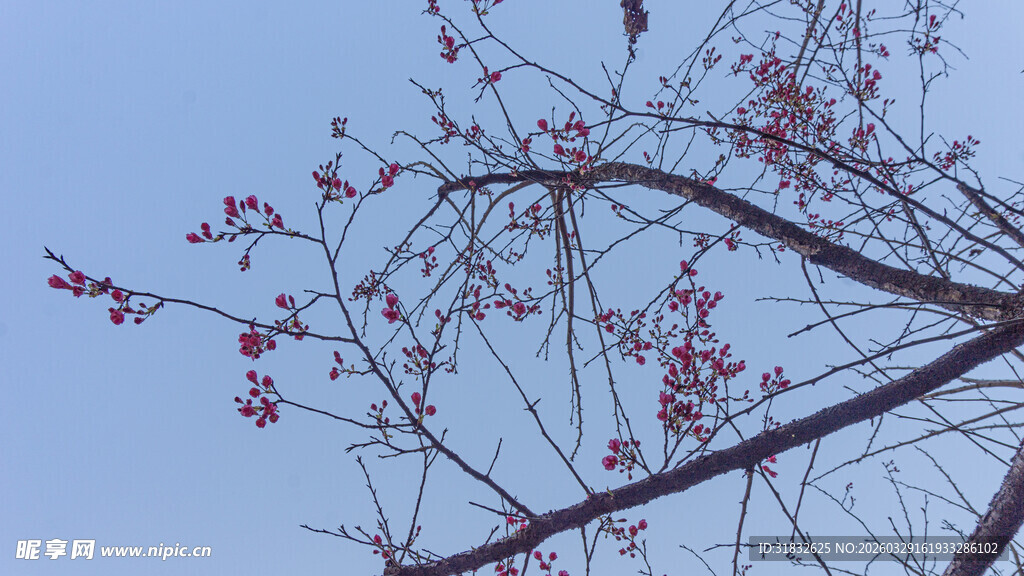 樱花枝头绽红蕾 春日好景致