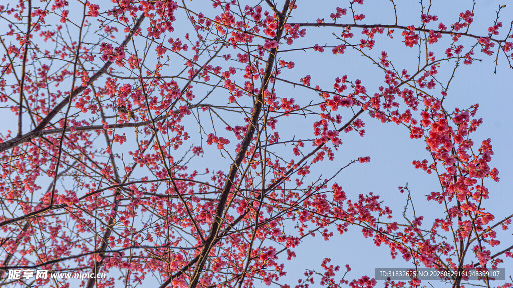 枝头樱花映蓝天