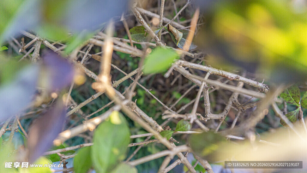 缠绕树枝上的绿色藤蔓