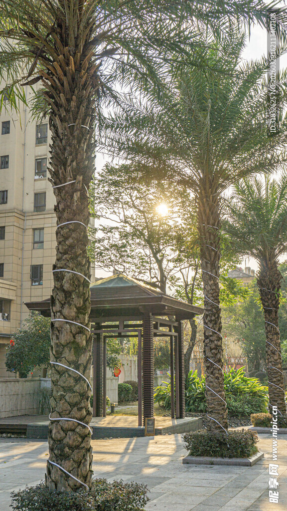 城市中静谧的棕榈树景观