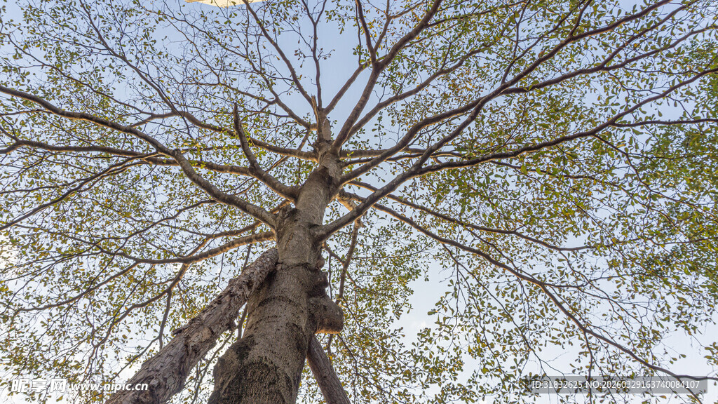 仰视光秃大树与新绿枝叶