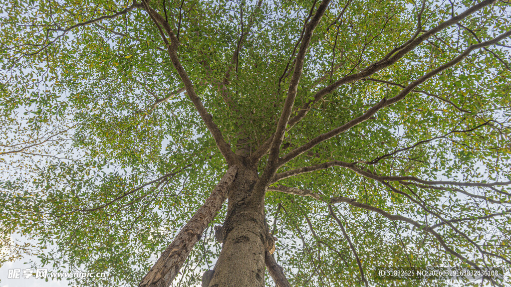 仰视葱郁大树