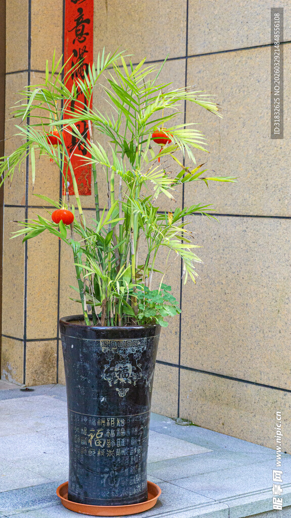 黑色花盆中的多彩花卉