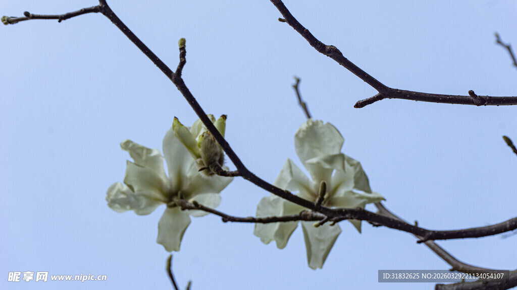 枝头绽放的玉兰花