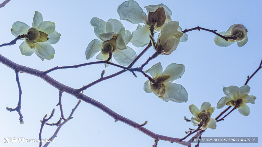 枝头绽放的玉兰花