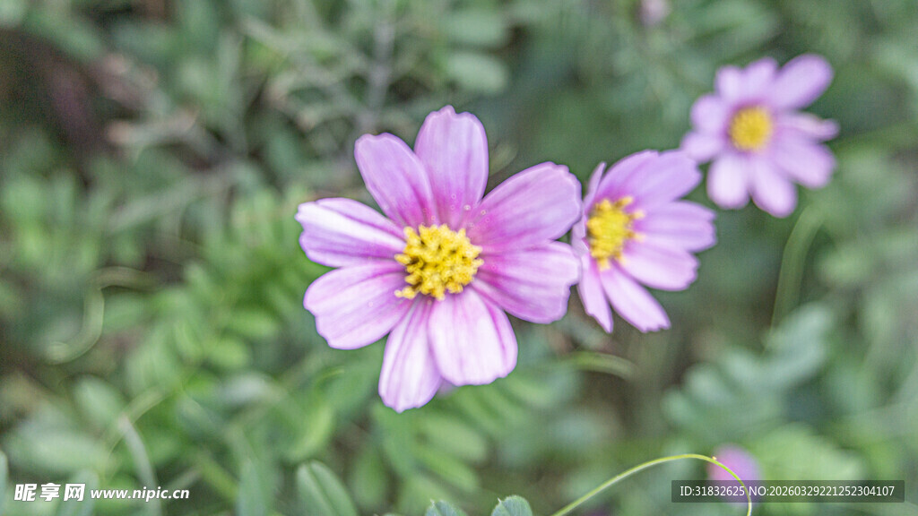 美丽粉色小花绽放