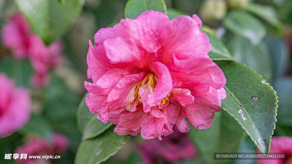 娇艳欲滴的粉色山茶花