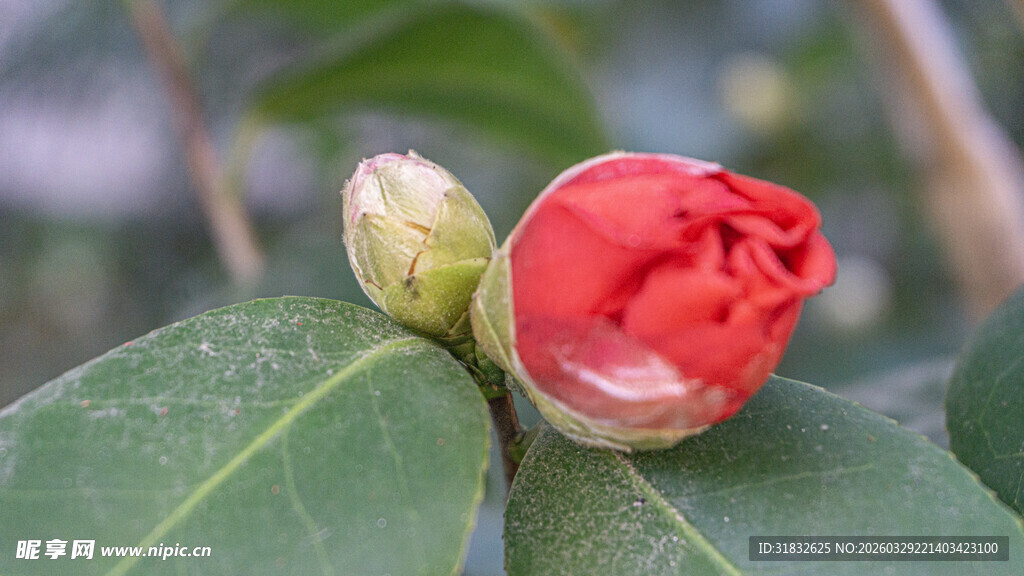 含苞待放的红色山茶花