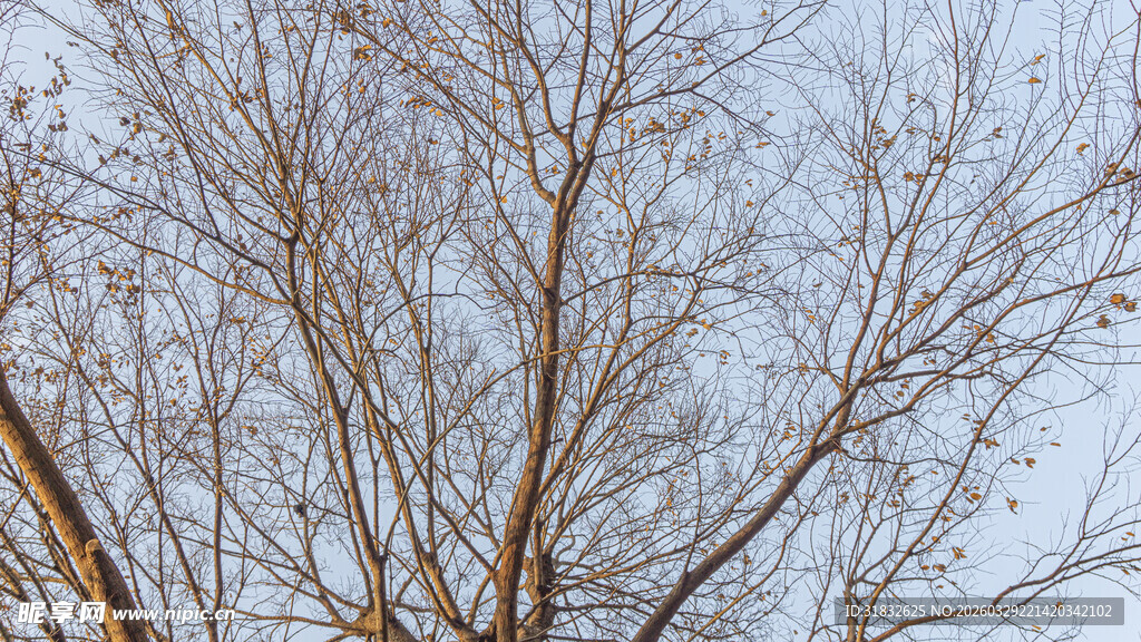 冬日光秃树枝仰望天空