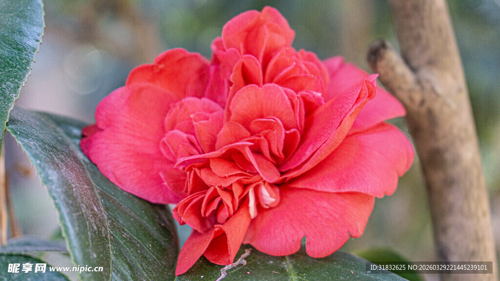 娇艳盛开的红山茶花