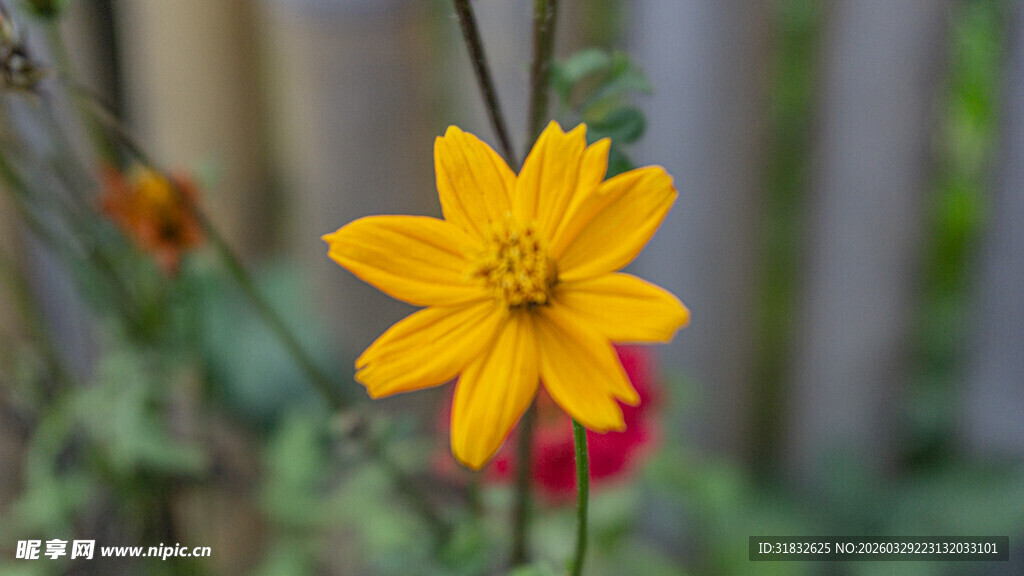 黄秋英 硫华菊 硫磺菊