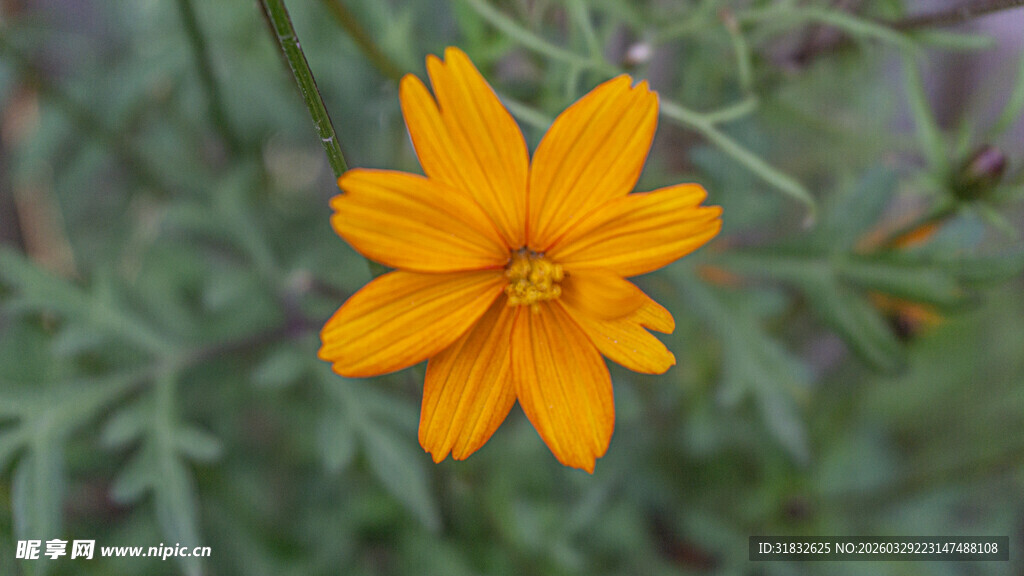 黄秋英 硫华菊 硫磺菊