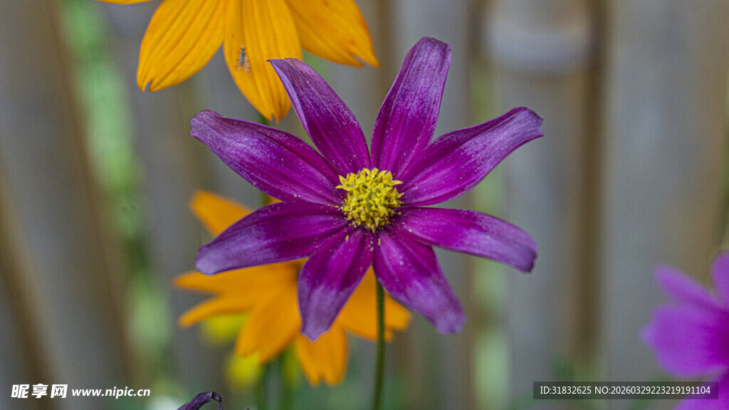 波斯菊 紫色花朵绽放于花丛中