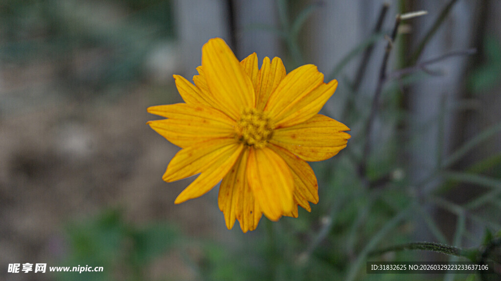 黄色单朵小花特写