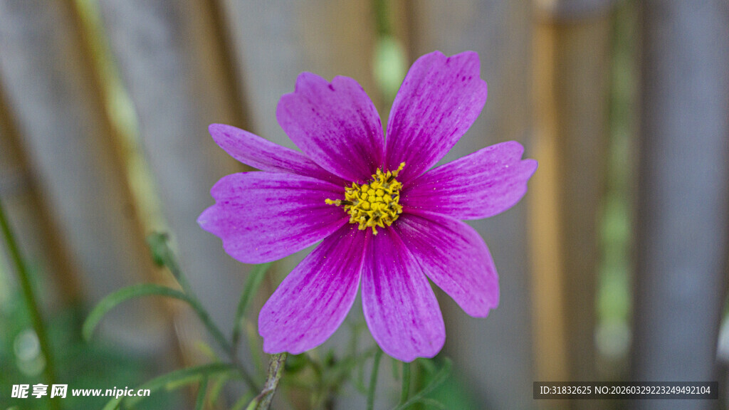 娇艳紫色小花特写