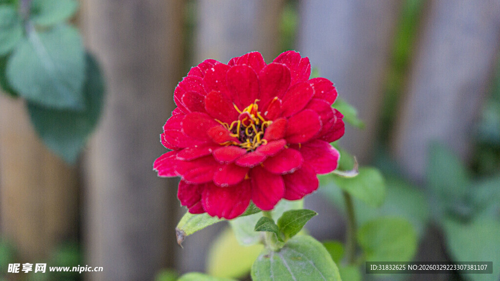 娇艳红玫瑰绽放