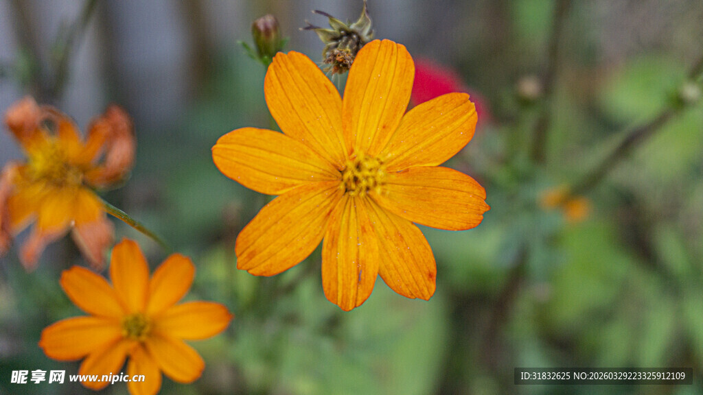 娇艳绽放的橙色小花