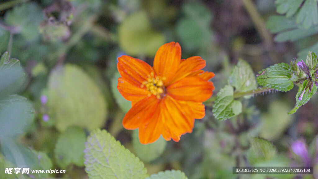 橙色小花绽放绿叶间