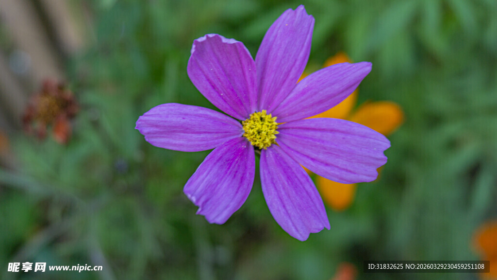 波斯菊 紫色单朵格桑花特写