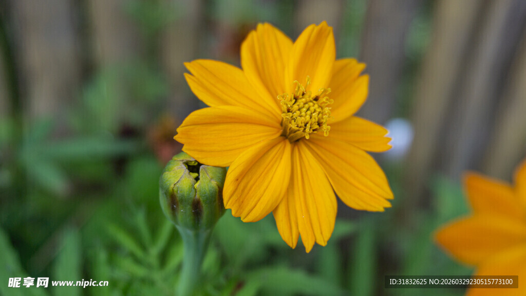 黄秋英 单朵黄色波斯菊绽放