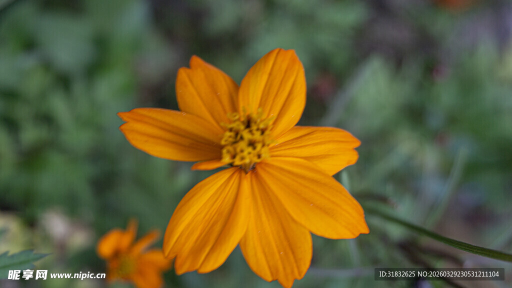 黄秋英 黄色小花特写