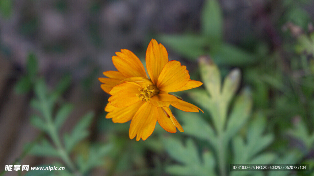 黄秋英 单朵黄色小花特写