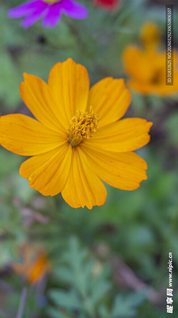 黄色波斯菊特写