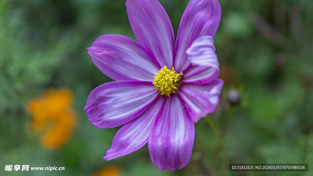 波斯菊 紫色单朵花绽放