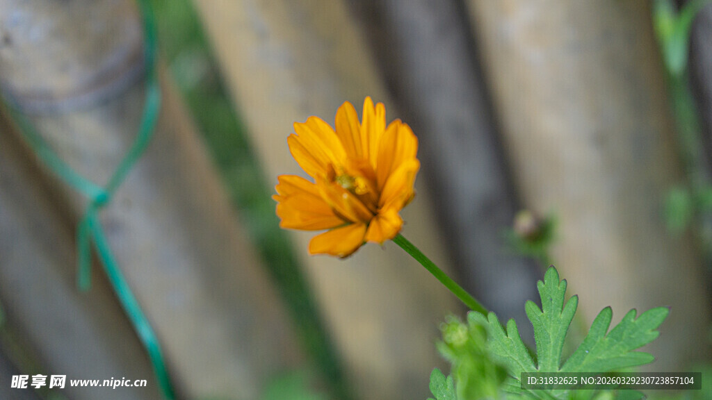 黄秋英 黄色小花绽放于竹篱旁