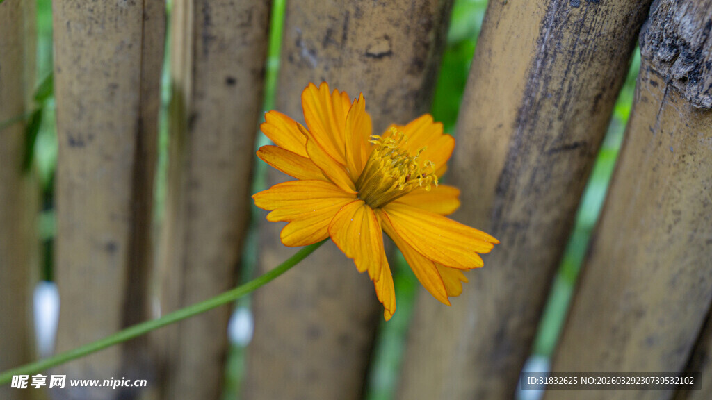 黄秋英 木栅栏旁的黄色小花