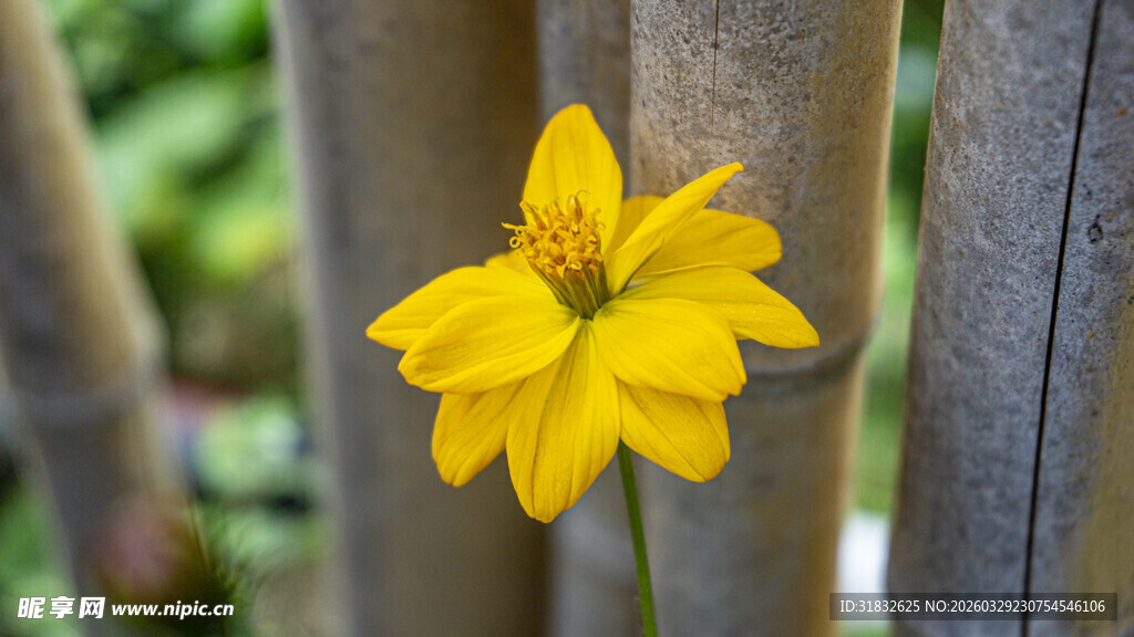 黄秋英 黄色小花绽放于木杆间